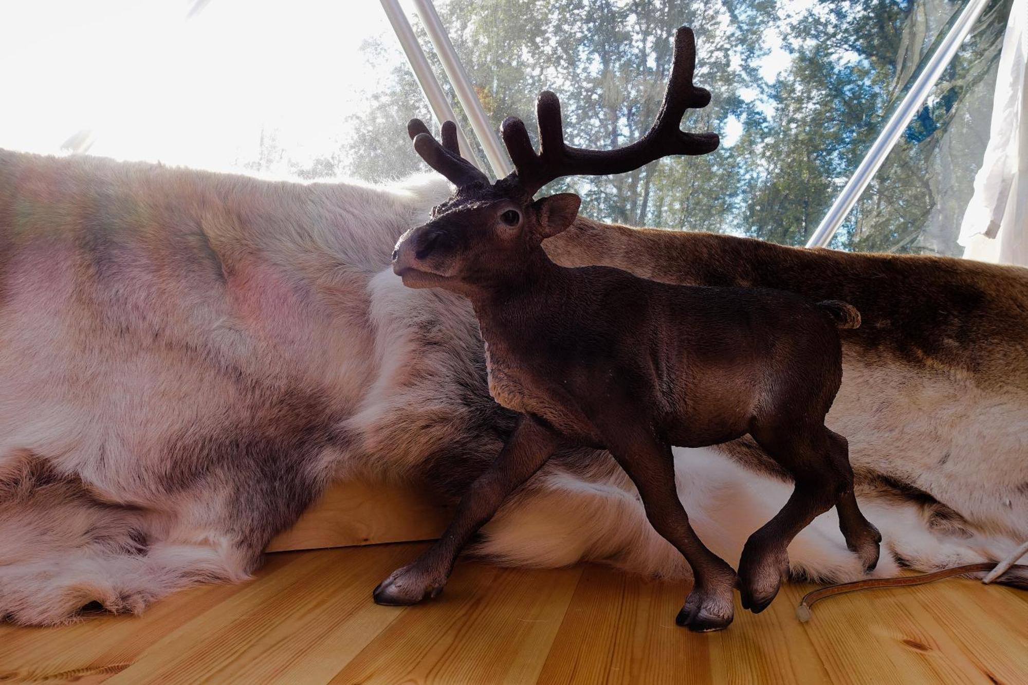 Wild Caribou Dome Ξενοδοχείο Lakselv Εξωτερικό φωτογραφία